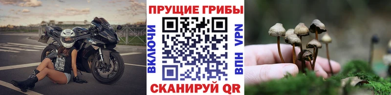 Купить где  Новоалтайск  Псилоцибиновые грибы мицелий 
